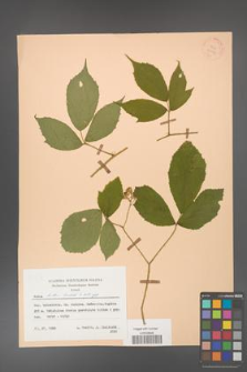 Rubus hirtus [KOR 27977]