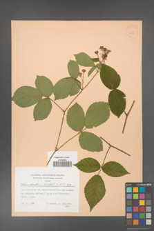 Rubus hirtus [KOR 22852]
