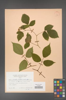 Rubus hirtus [KOR 25572]