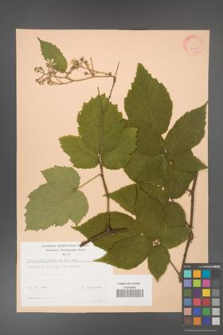 Rubus hirtus [KOR 22957]