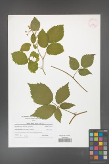 Rubus hirtus [KOR 42144]