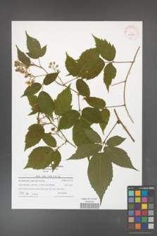 Rubus hirtus [KOR 42163]