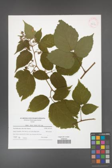 Rubus hirtus [KOR 42164]