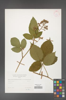 Rubus hirtus [KOR 25626]