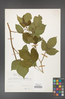Rubus hirtus [KOR 25216]