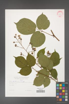 Rubus hirtus [KOR 29243]