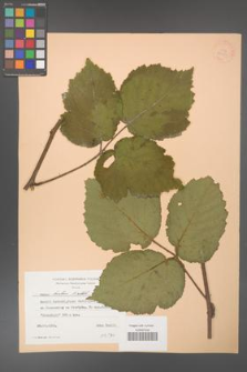 Rubus hirtus [KOR 24351]