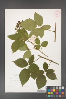 Rubus hirtus [KOR 32273]