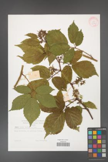 Rubus hirtus [KOR 32296]