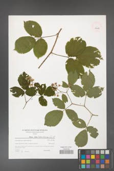 Rubus hirtus [KOR 39614]