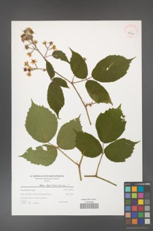 Rubus hirtus [KOR 39616]