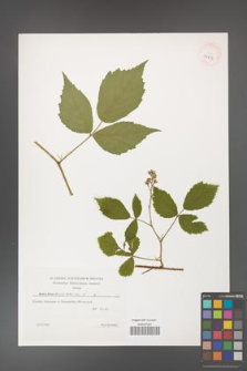 Rubus hirtus [KOR 39503]