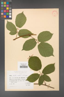 Rubus hirtus [KOR 31322]
