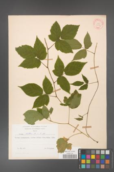 Rubus hirtus [KOR 31284]