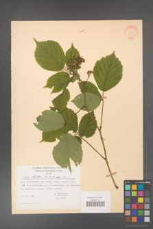 Rubus hirtus [KOR 31337]