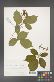 Rubus hirtus [KOR 24895]