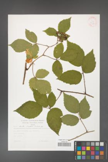 Rubus hirtus [KOR 30451]