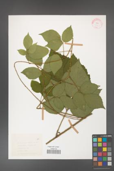 Rubus hirtus [KOR 31365]