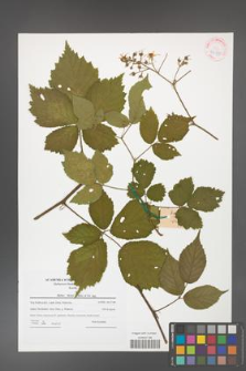 Rubus hirtus [KOR 42378]