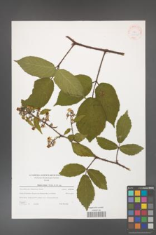 Rubus hirtus [KOR 38812]