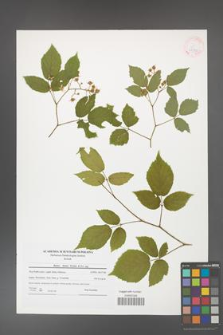 Rubus hirtus [KOR 41538]