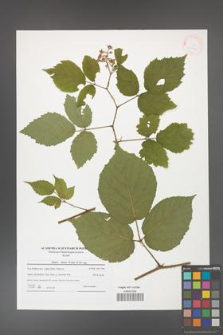 Rubus hirtus [KOR 41542]