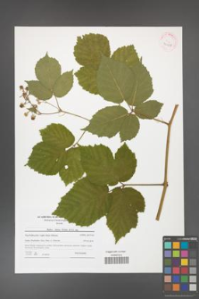 Rubus hirtus [KOR 42038]