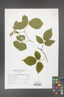 Rubus hirtus [KOR 42037]