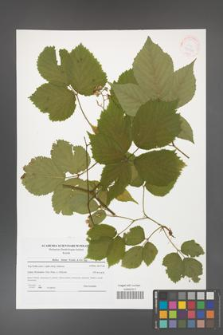 Rubus hirtus [KOR 41554]
