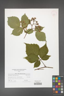 Rubus hirtus [KOR 42033]