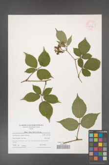 Rubus hirtus [KOR 44548]