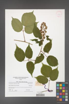Rubus hirtus [KOR 41810]