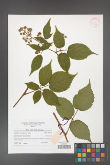 Rubus hirtus [KOR 41809]