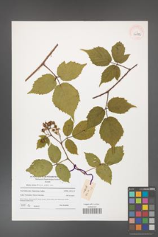 Rubus hirtus [KOR 41272]