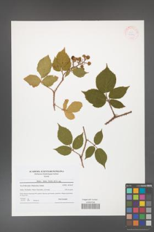 Rubus hirtus [KOR 41801]