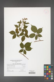 Rubus hirtus [KOR 41805]