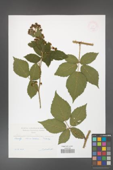 Rubus horridiformis [KOR 47474]