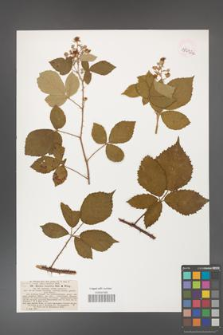 Rubus hostilis [KOR 18472a]