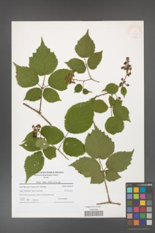 Rubus hirtus [KOR 41243]