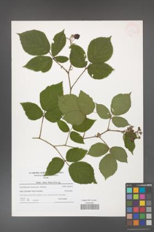 Rubus hirtus [KOR 41247]