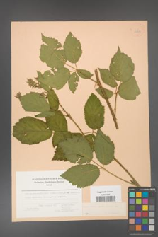 Rubus hirtus [KOR 22722]