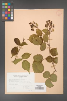 Rubus hirtus [KOR 30582]