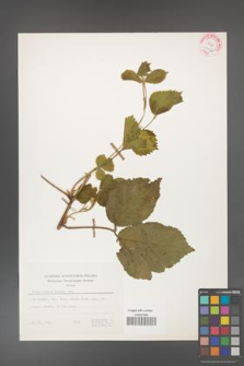 Rubus histus [hirtus] [KOR 24985]
