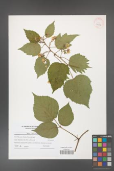 Rubus hirtus [KOR 40676]