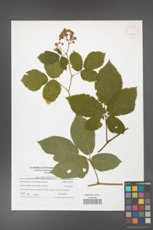 Rubus hirtus [KOR 42020]