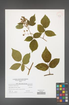 Rubus hirtus [KOR 40711]