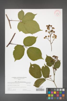 Rubus hirtus [KOR 44004]