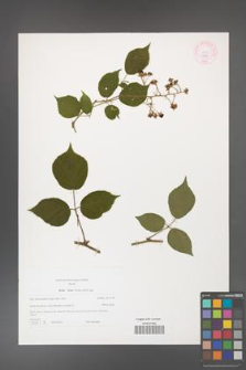 Rubus hirtus [KOR 44347]