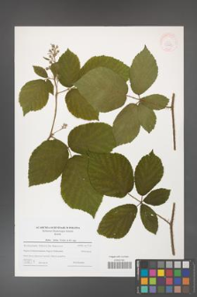 Rubus hirtus [KOR 43283]