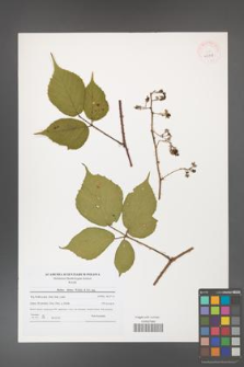 Rubus hirtus [KOR 40771]